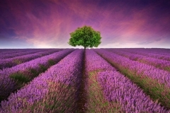 purple-lavender-flowers-field-tree-m